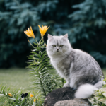 Risk elements and your cat’s way of life