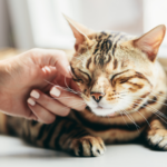 How Living with a Cat Transforms Your World
