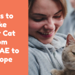 Steps to Take Your Cat from the UAE to Europe