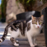 Rescuing a Street Cat: How to Find Them a Safe Forever Home